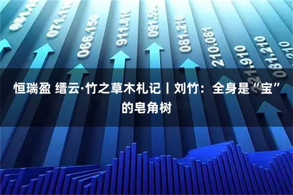 恒瑞盈 缙云·竹之草木札记丨刘竹：全身是“宝”的皂角树