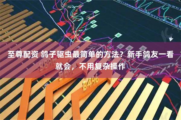 至尊配资 鸽子驱虫最简单的方法？新手鸽友一看就会，不用复杂操作